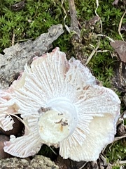 Hypomyces luteovirens