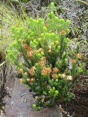 Erica stylaris