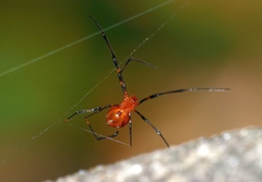 Argyrodes miniaceus