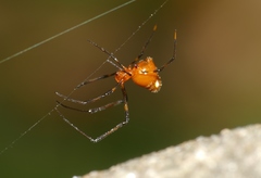 Argyrodes miniaceus