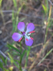 Clarkia delicata