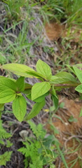 Stevia suaveolens