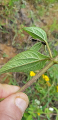 Stevia suaveolens