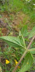 Stevia suaveolens