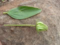 Hibiscus aethiopicus ovatus