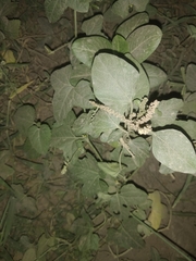 Acalypha indica