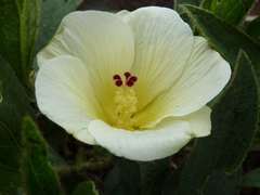 Hibiscus aethiopicus ovatus
