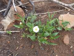 Hibiscus aethiopicus ovatus