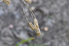Aquilegia oxysepala