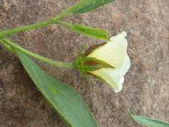 Hibiscus aethiopicus ovatus