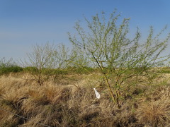 Parkinsonia africana