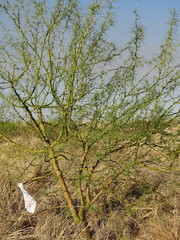 Parkinsonia africana
