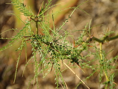 Parkinsonia africana