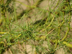 Parkinsonia africana