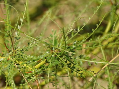 Parkinsonia africana