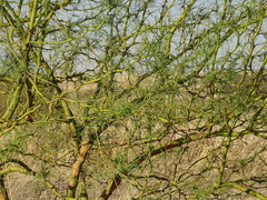 Parkinsonia africana