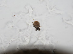 Curculionidae