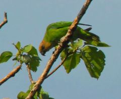 Geoffroyus geoffroyi