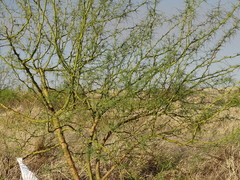 Parkinsonia africana