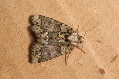 Cryphia pallida