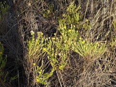 Tracheophyta