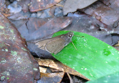 Eutychide asema