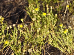 Tracheophyta