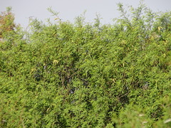 Prosopis glandulosa