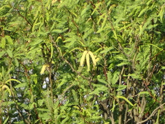 Prosopis glandulosa