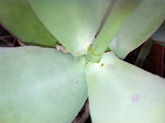 Cotyledon velutina