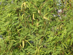 Prosopis glandulosa