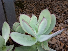 Cotyledon velutina