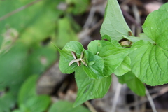 Viola acuminata