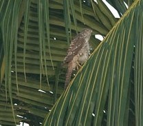 Accipiter fasciatus