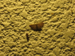 Lepidoptera