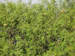 Prosopis glandulosa