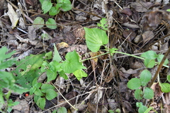 Viola acuminata