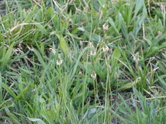 Plantago lanceolata