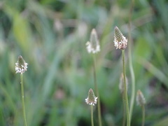 Plantago lanceolata