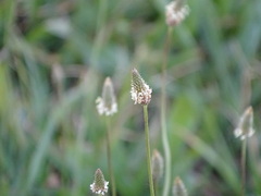 Plantago lanceolata