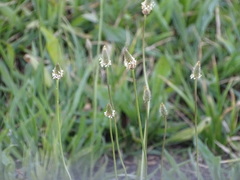 Plantago lanceolata