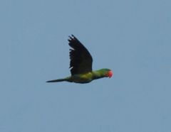 Tanygnathus megalorynchos