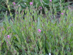Oenothera