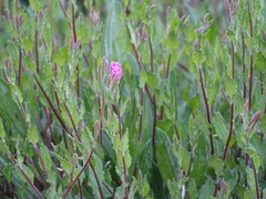 Oenothera