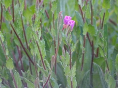 Oenothera