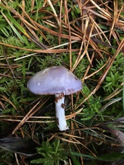 Cortinarius salor