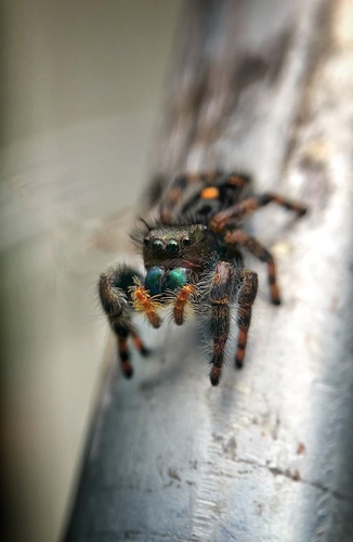 Bold Jumping Spider photographed in North Carolina