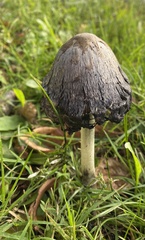 Coprinus comatus
