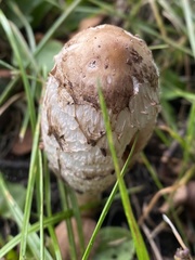 Coprinus comatus
