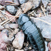 Barrel Roaches - Photo (c) magriet b, some rights reserved (CC BY-SA), uploaded by magriet b